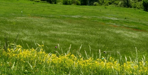 Picturesque Meadow with Yellow Wildflowers in Green Field