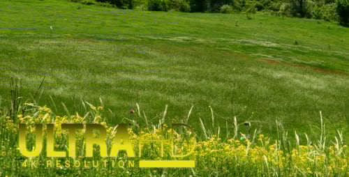 Green Field with Wildflowers in the Countryside