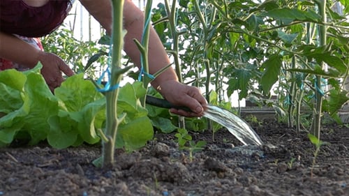 Woman Waters Tomatoes in a Sunny Garden