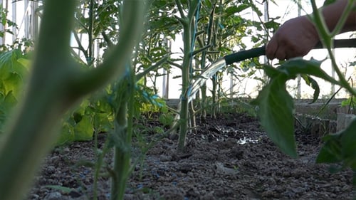Watering Plants in Greenhouse Tomato Garden