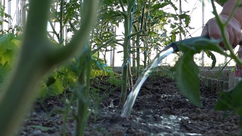 Watering Tomato Plants in a Garden with Hose
