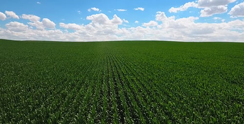 Aerial View Of Corn Field