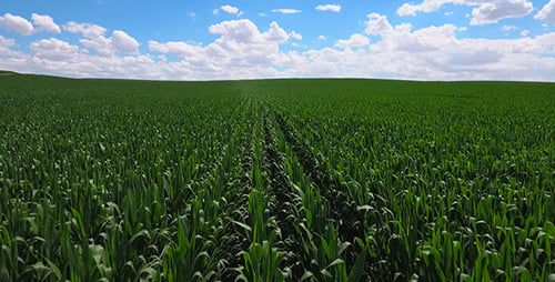Corn Field