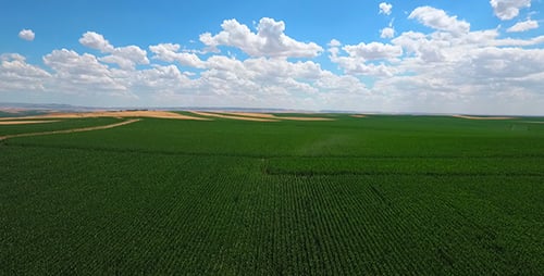 Aerial View of a Lush Green Cornfield