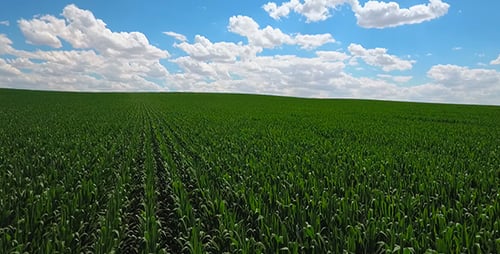 Fresh Corn Field
