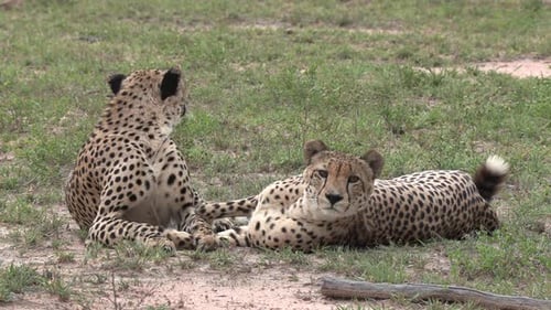 Two male cheetahs lie on grass, stand up and walk away, close view
