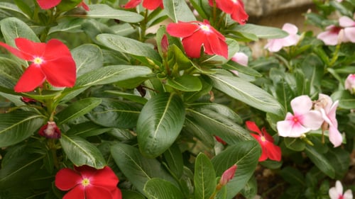 Raindrops on Bright Red and Pink Garden Flowers