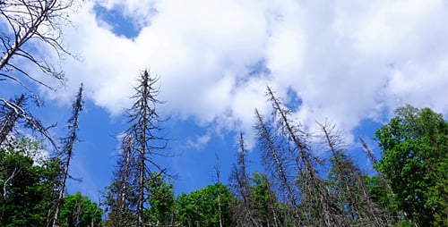 Trees Clouds