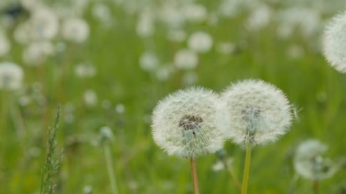 White Dandelion In The Meadow. Dolly Pan