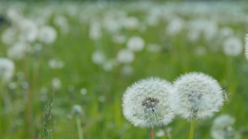 Weißer Löwenzahn auf der Wiese