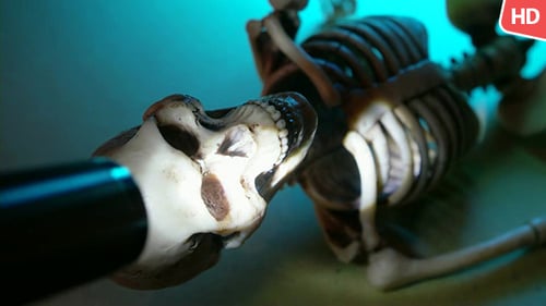 Human Skeleton 0203