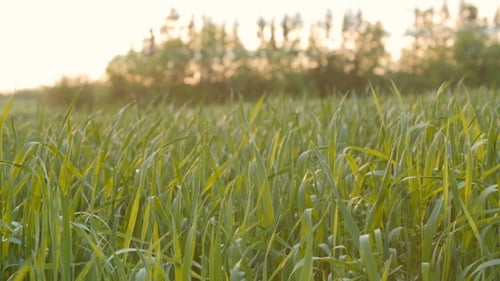 Cultivated Field of Young Green Wheat in the Morning