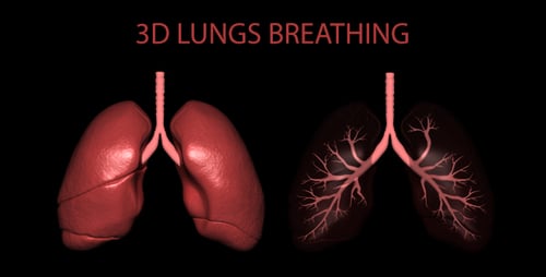 3D Lungs Breathing