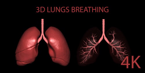 3D Animated Human Lungs with Internal Bronchial Tree