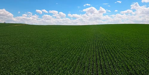 Field Corn