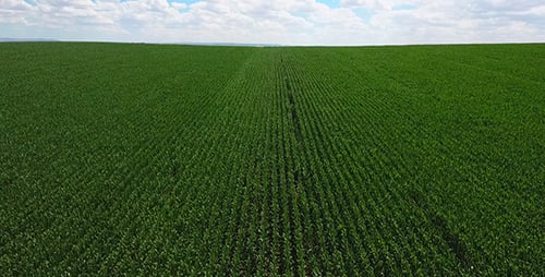 Crop Field