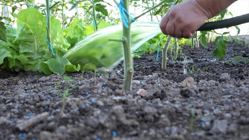 Watering Tomato Plants in a Garden