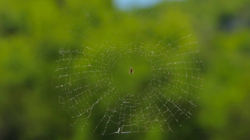 Spider in Web Close Up Nature