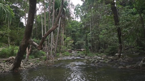Tropical Stream In The Jungle