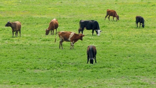 Group Of Cows On Grass In Green Field