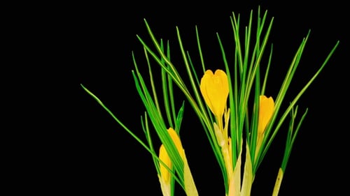 Gelbe Krokusblüte blüht