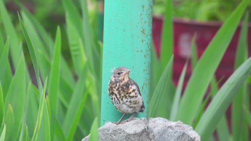 Young Spotted Bird Perched on Rock Outdoors