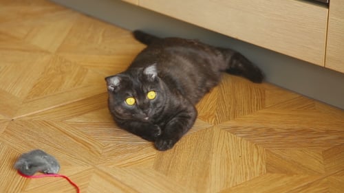 Gray Scottish Fold Cat