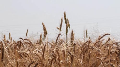 Golden Wheat Field Swaying Gently in the Breeze