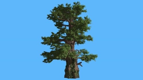 Western Juniper Bright Green Branches Tall Tree