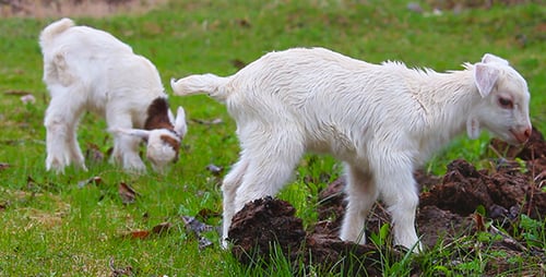 Lamb