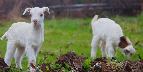 Lambs Grazing in a Field