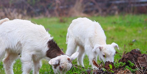 Small Cattle