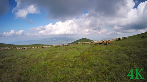 Shepherd with Sheep in Mountain
