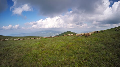 Large Flock of Sheep Grazing on Green Hillside