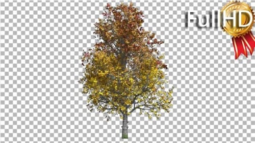 Mountain Maple Tree Swaying at the Wind Crown