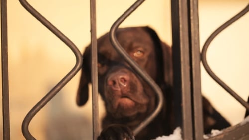 Chocolate Labrador Peering Through a Snowy Gate