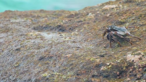 Crab On The Rock At The Beach
