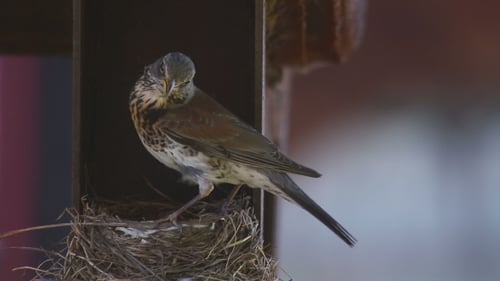 Wild Bird in Nest Feeding Babies