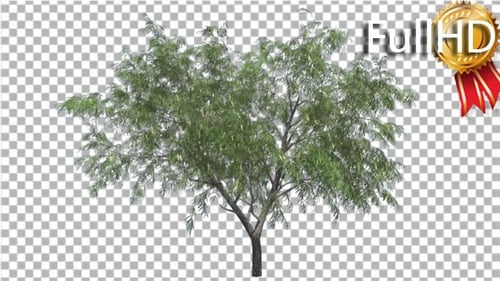 Honey Mesquite Tree Flowers Thin Trunk Narrow