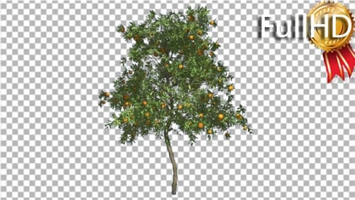 Orange Tree Fruits Small Thin Swaying Wind Green