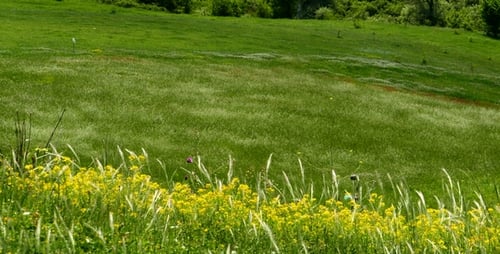 Lush Green Hillside with Yellow Wildflowers
