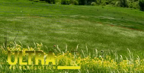 Lush Green Meadow with Vibrant Yellow Flowers