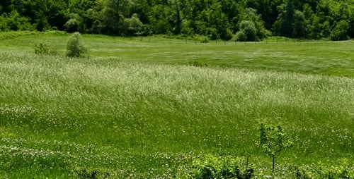 Green Meadow Grass Swaying Gently in the Breeze