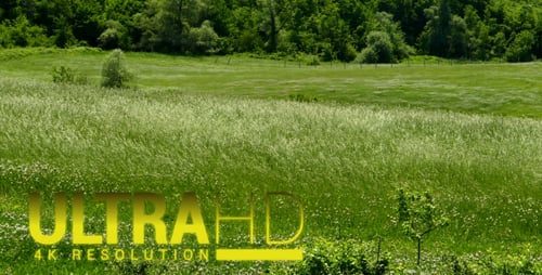 Lush Green Field with Forest Backdrop