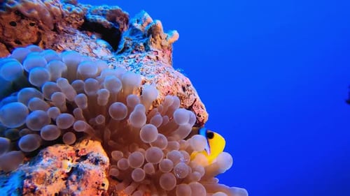 Anemone Clown Fish