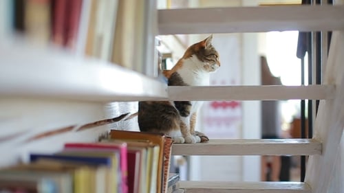 Cat Relaxing on White Staircase by Bookshelf