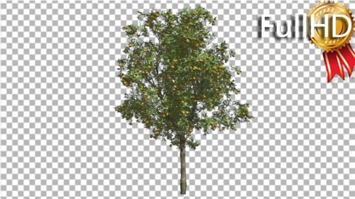 Orange Tree Fruits Small Thin Tree Swaying Wind