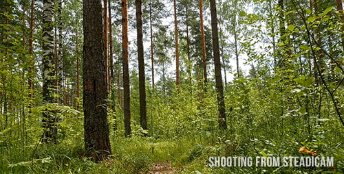 In den Wald