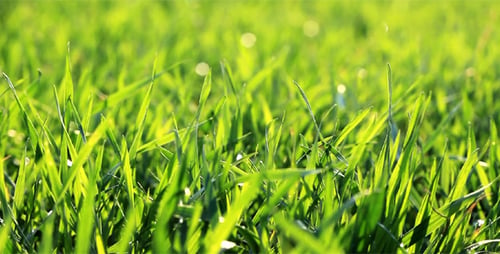 Green Grass