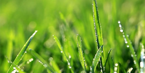 Frisches grünes Gras mit Tautropfen
